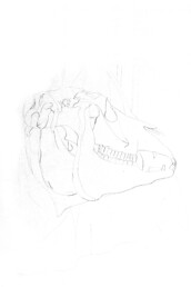 Teschio di un cavallo 1983-matita su carta / pencil on paper 100×70cm