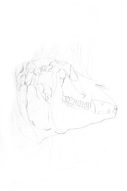 Teschio di un cavallo 1983-matita su carta / pencil on paper 100×70cm
